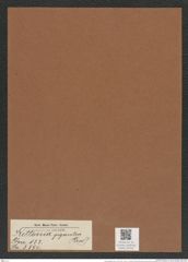 Kittonia gigantea (Grev.) (de-Toni-Nr.: Genus 133, Species 3596) Zeichnungen Sammlung Grunow Mappe 03754 (Herbarium_W_Grunow_drawings_Folder_03754)